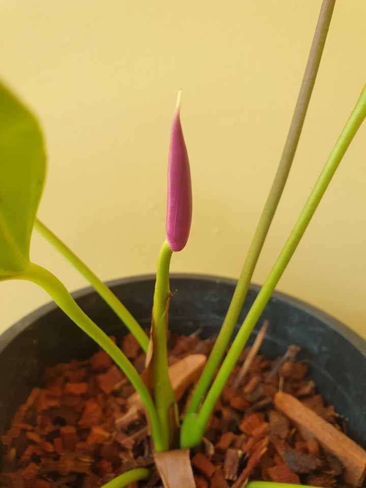 baby anthurium