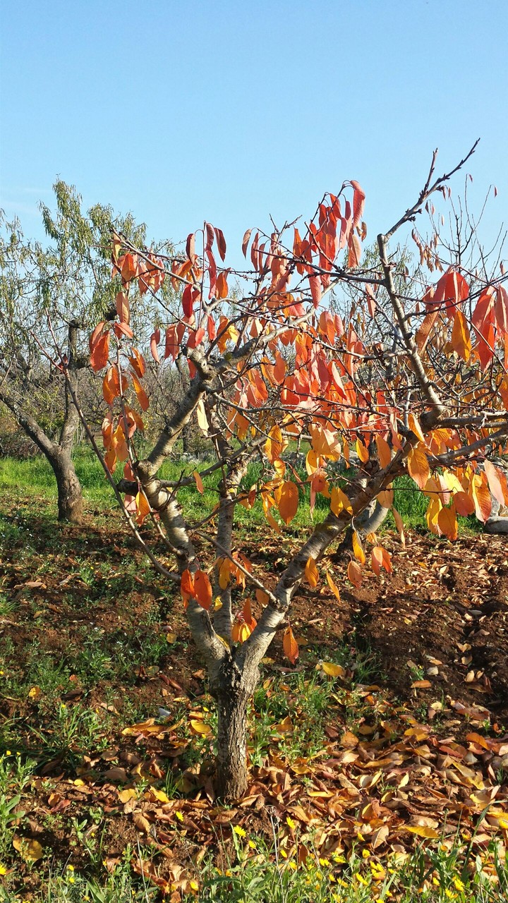 Autumn in Apulia
