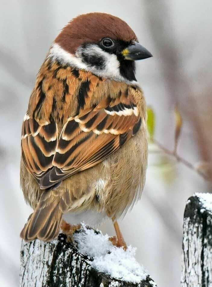 ❄❄❄