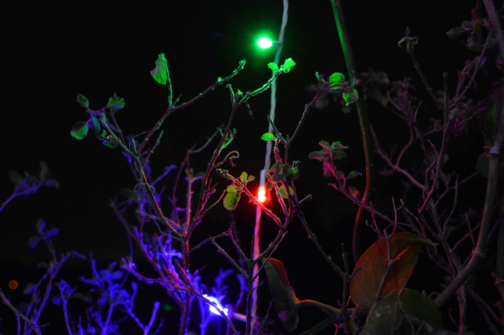 illuminated holy basil (tulsi)
