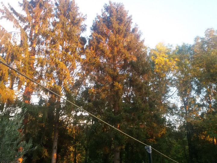 Abendsonne Gartenblick