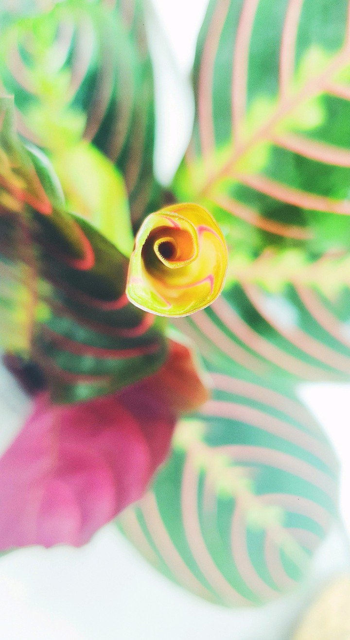 Marantha