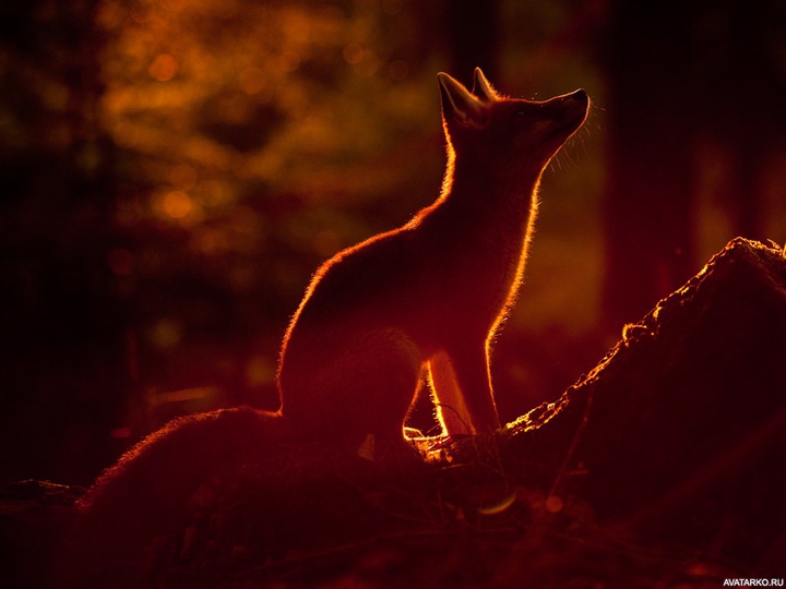 fox
