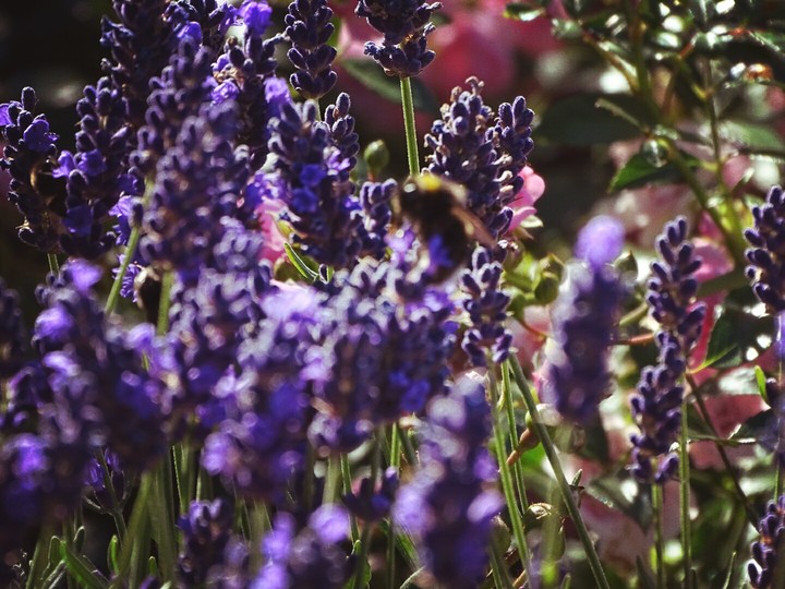lovely lavender