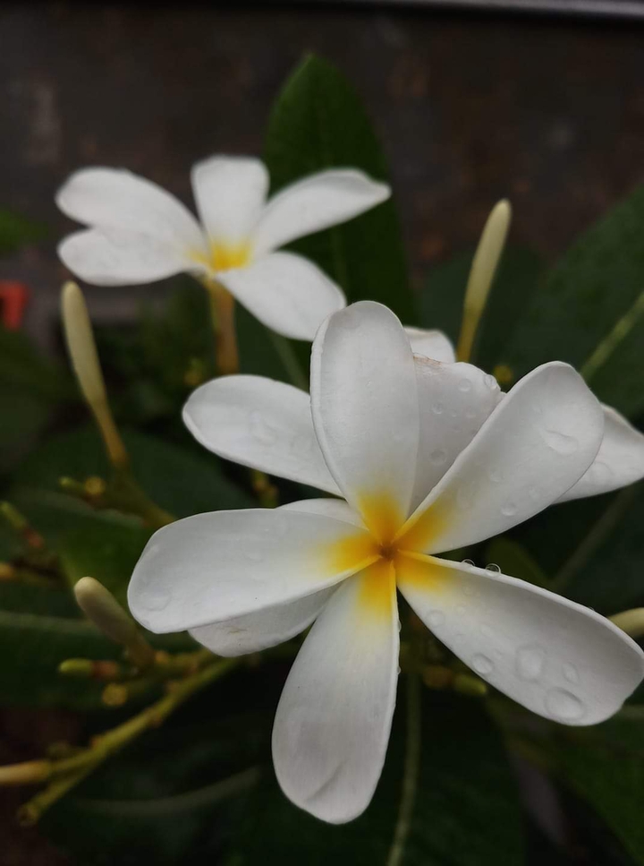 Flowers
