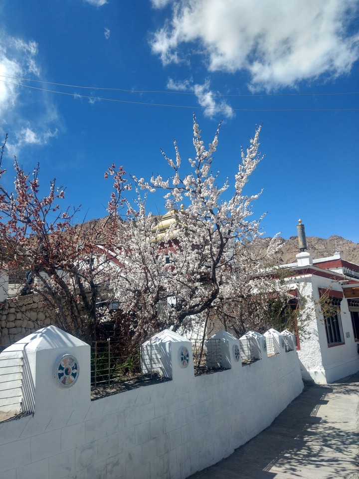 Cherry blossoms