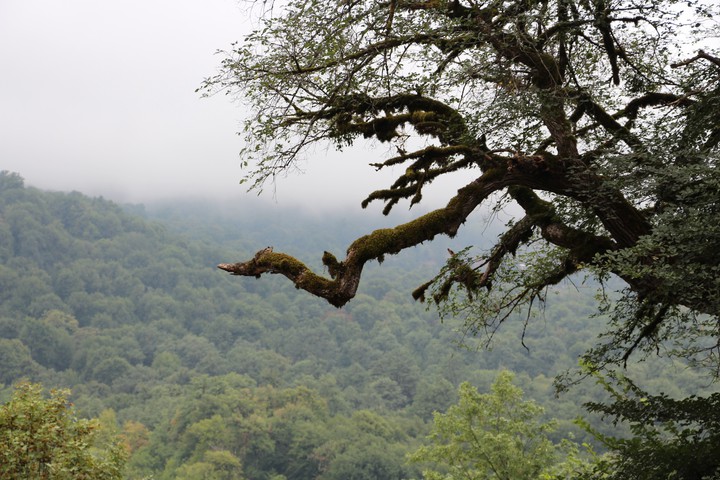 old tree