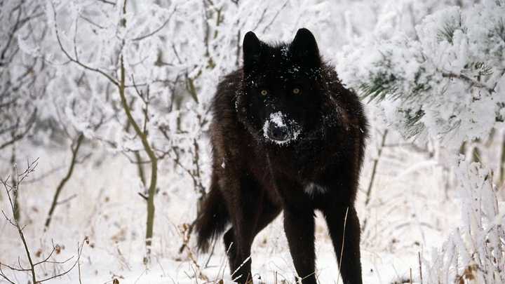 wolf cold