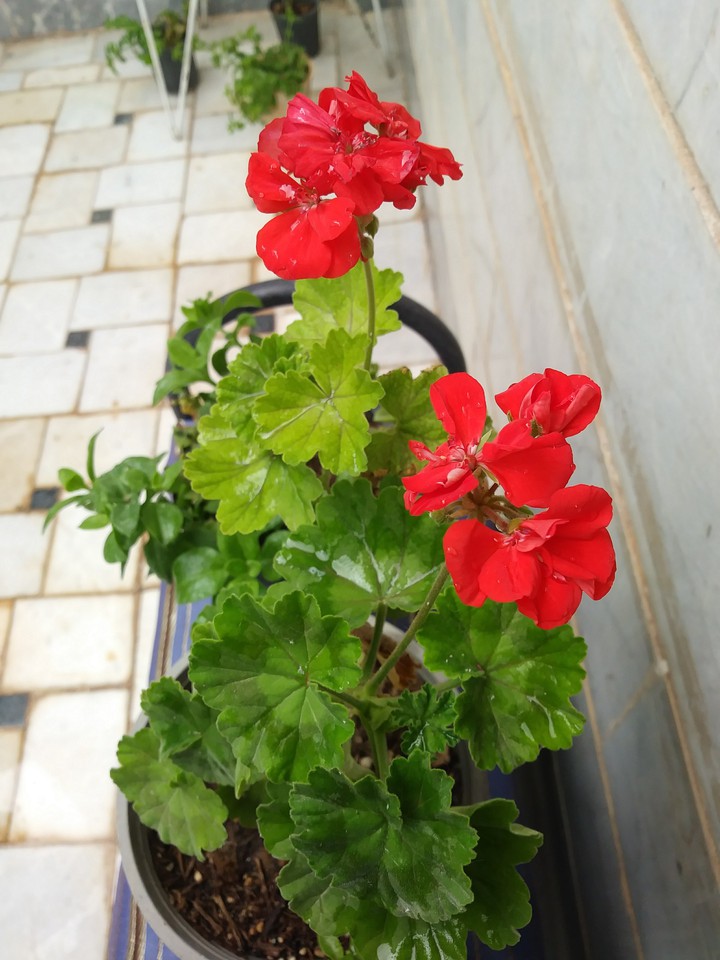 Geranium red گل شمعدانی