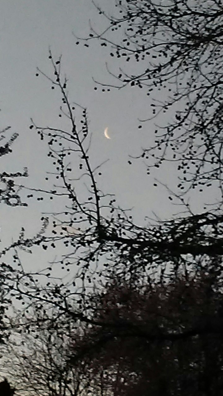 silver  moon