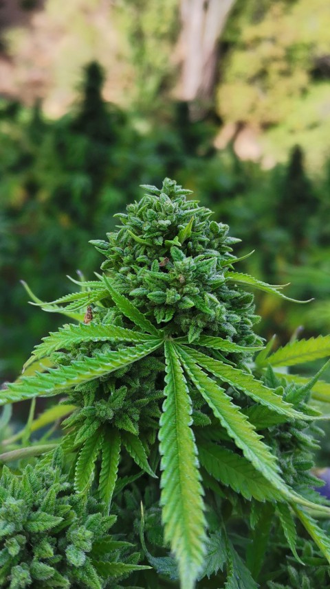 critical