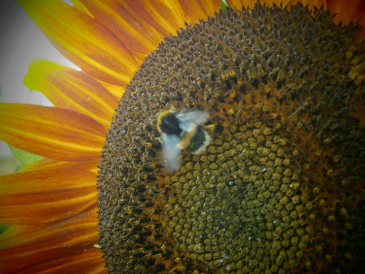 sunflower