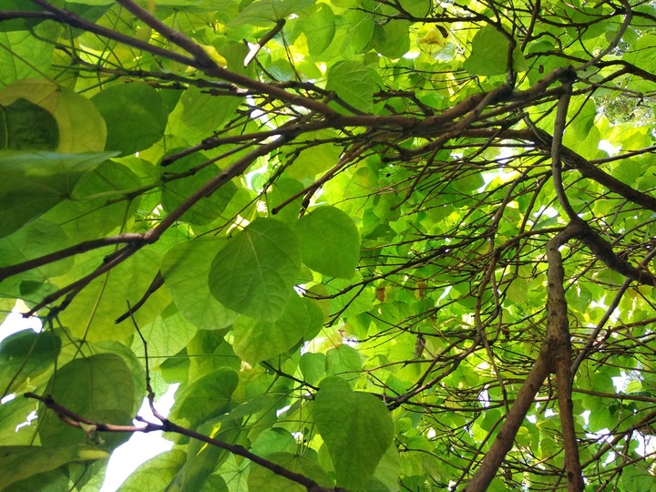 green tree