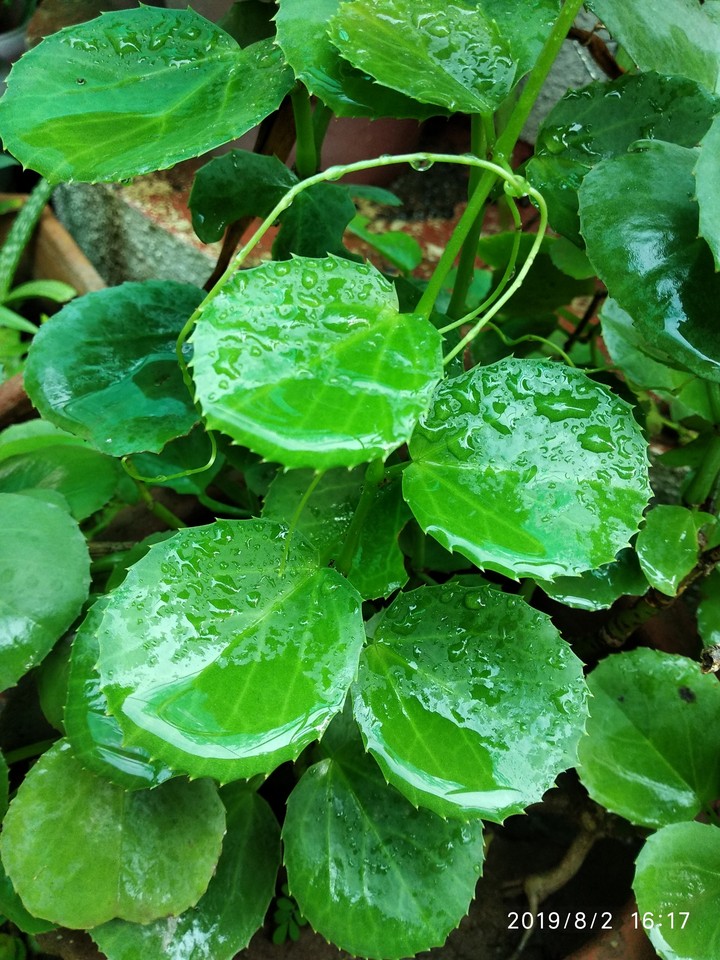 plant