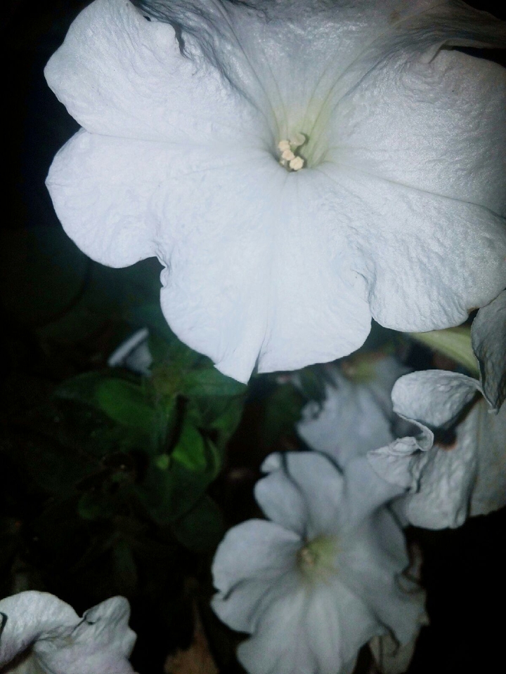 Flowers in the Night.