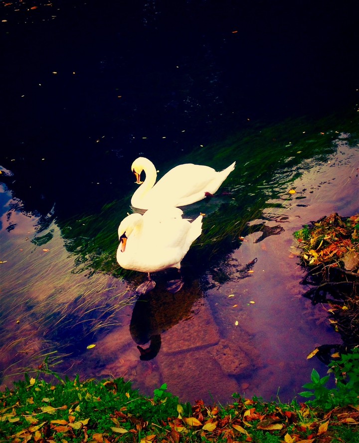 riflessi