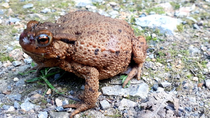 beautiful toad in the forest