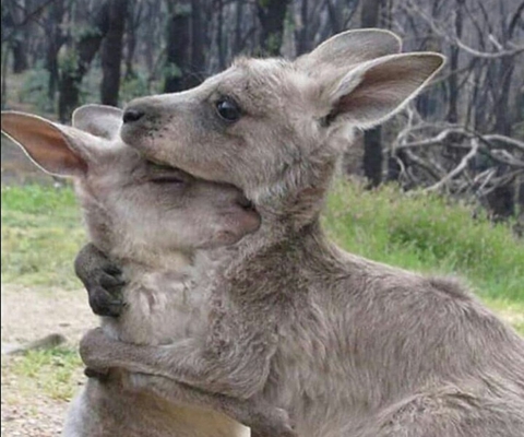 Australian