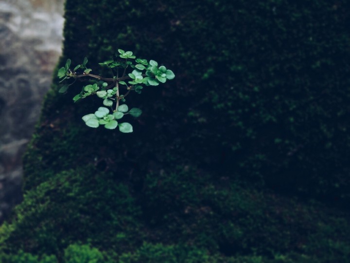 a small plant