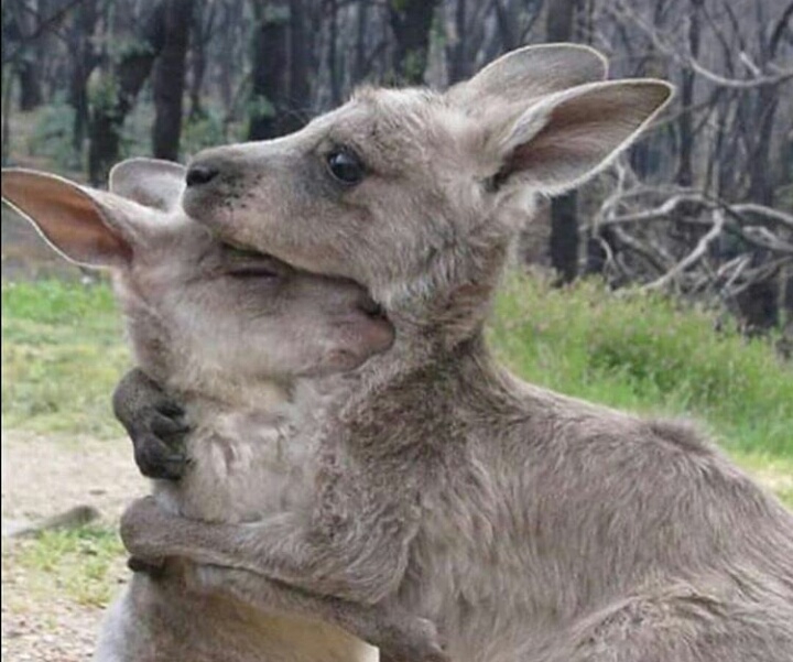 Australian