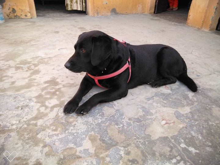 Dog