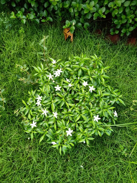 jasmine