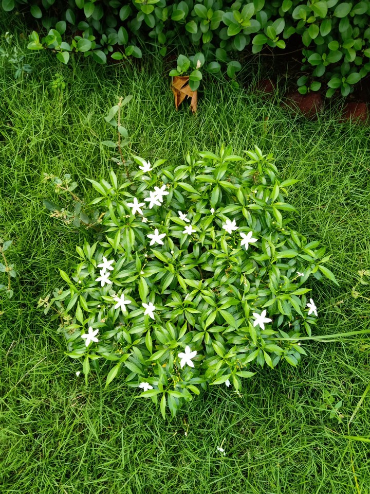 jasmine