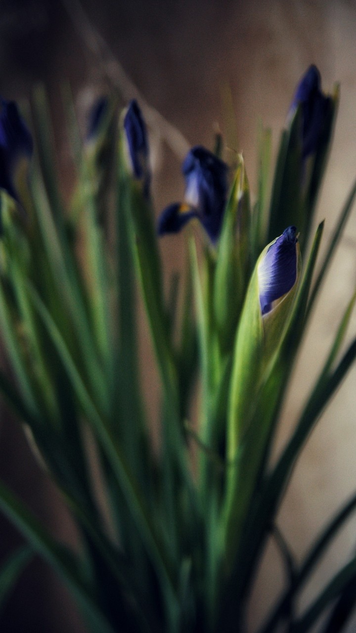 Wallpaper for lockscreen phone
