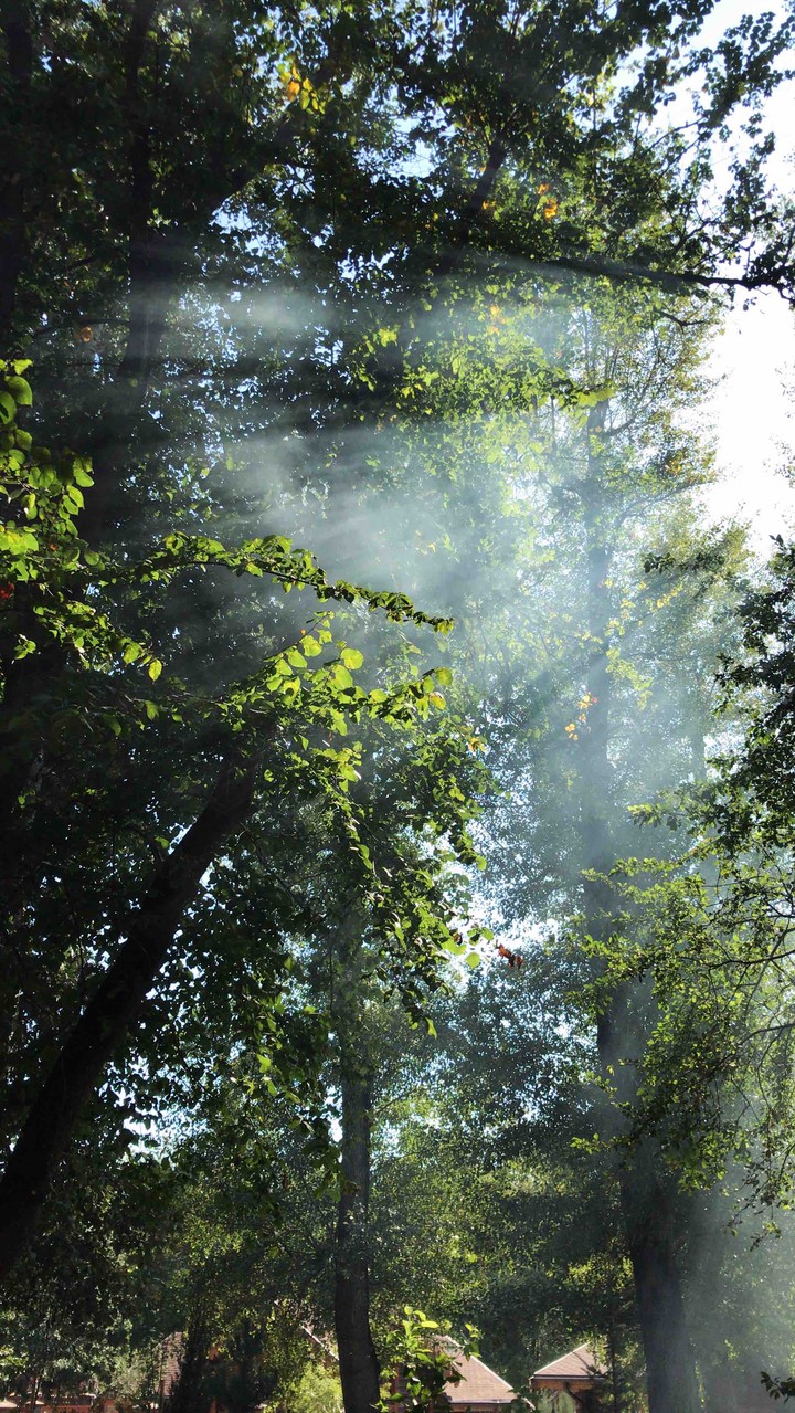 forest in smoke