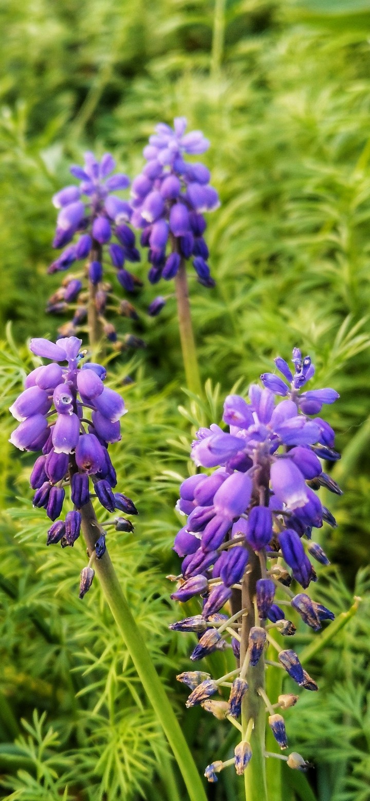 Un tour au jardin