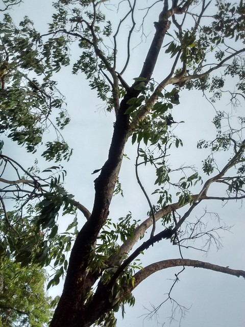 jamun tree
