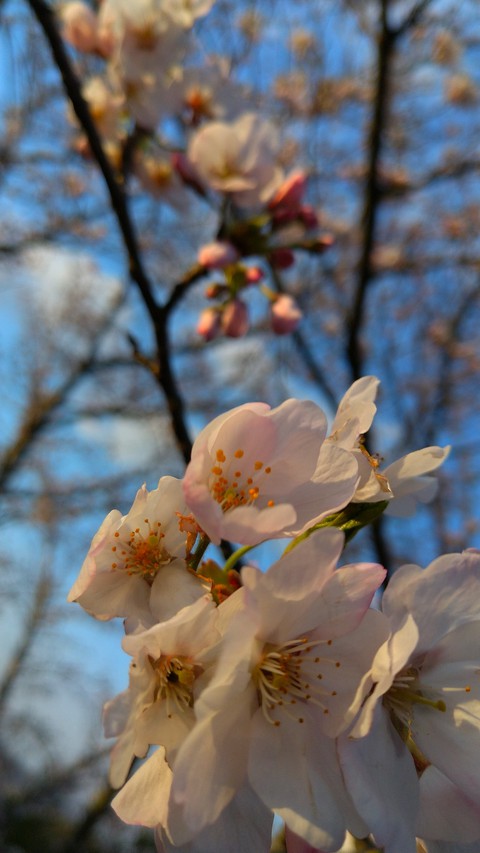 SAKURA