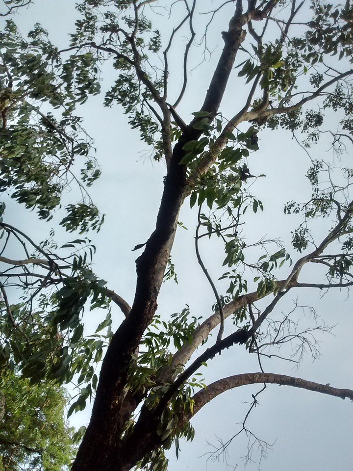 jamun tree