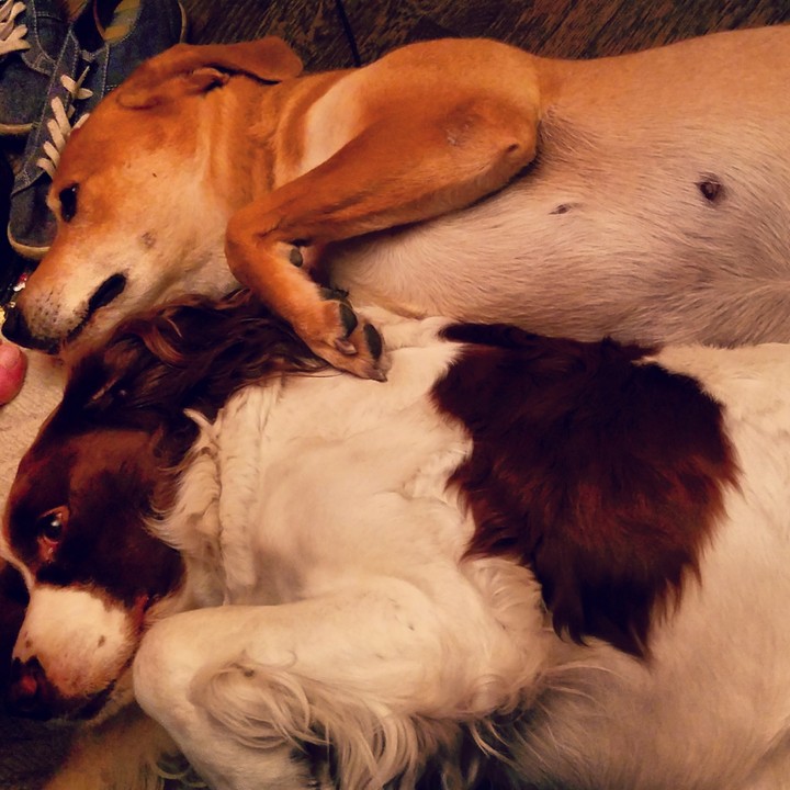 spooning Dogs