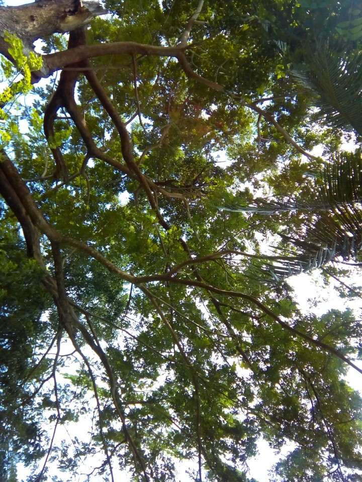 Land Plant