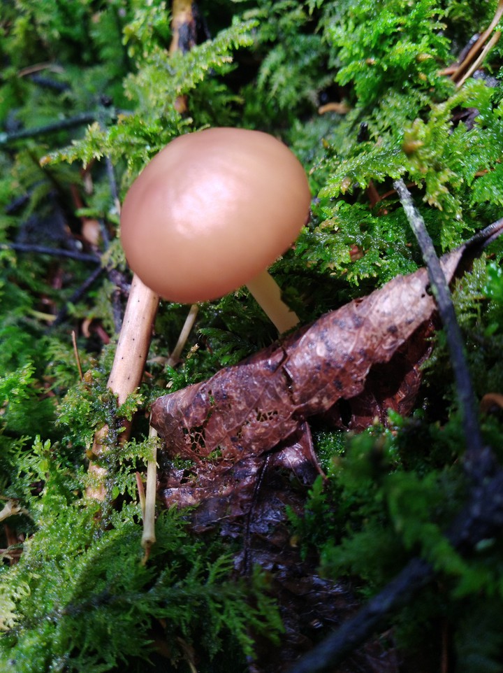Fungi