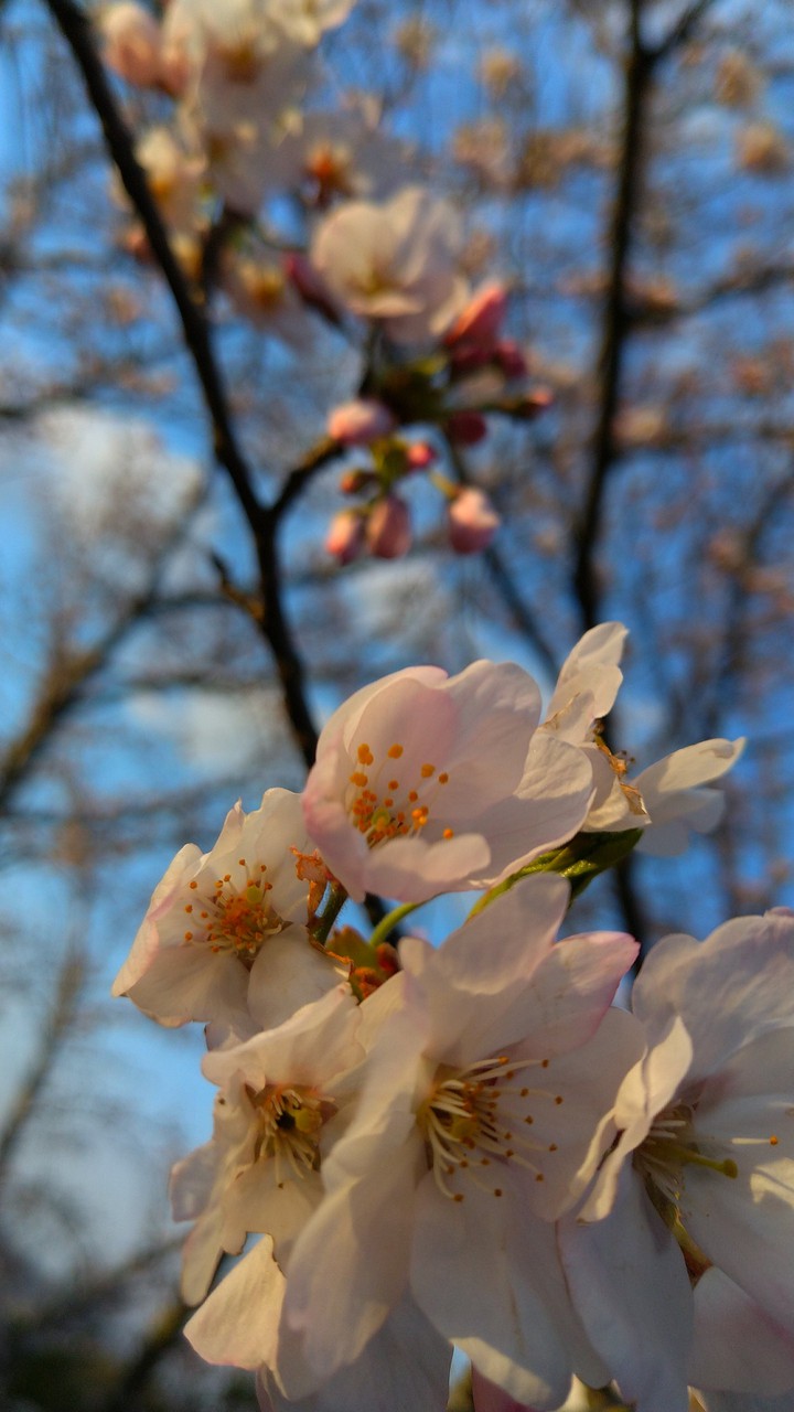 SAKURA