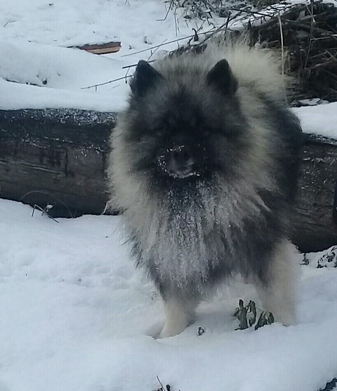 шпиц