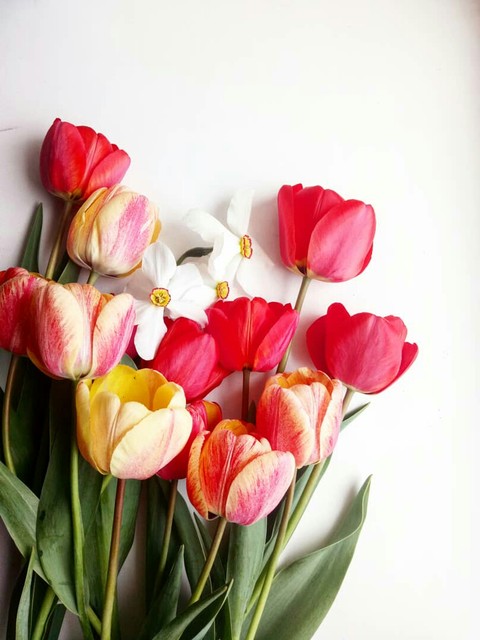 шпалери flower, spring