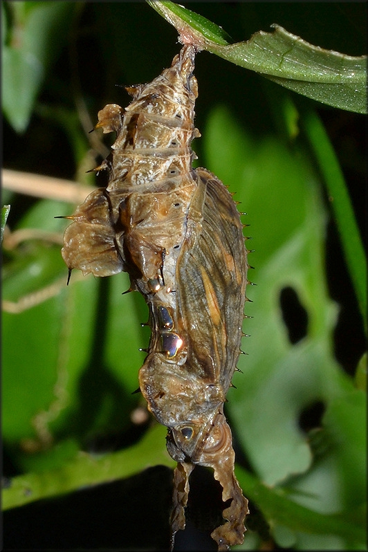zebra longwing chrysalis