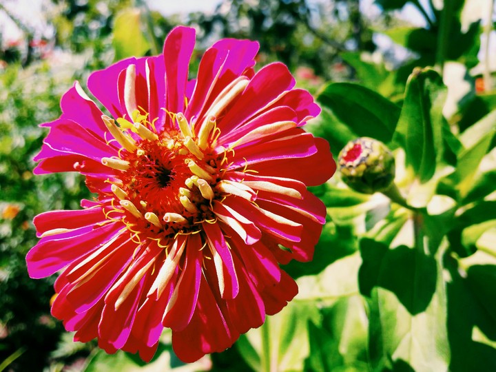 red and pink