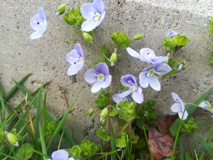 Flowers on a wall