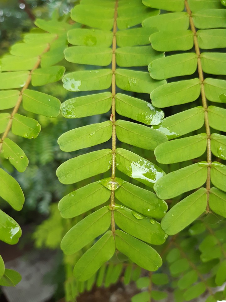 leaves