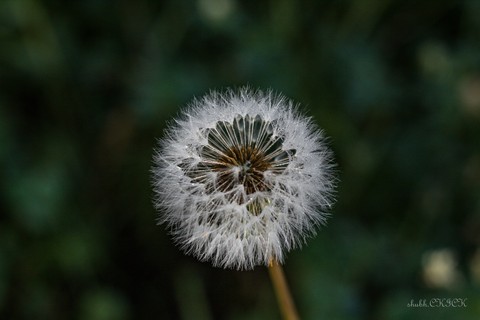 Dandelion ~CLICK~