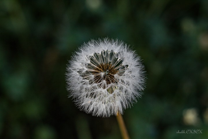 Dandelion ~CLICK~