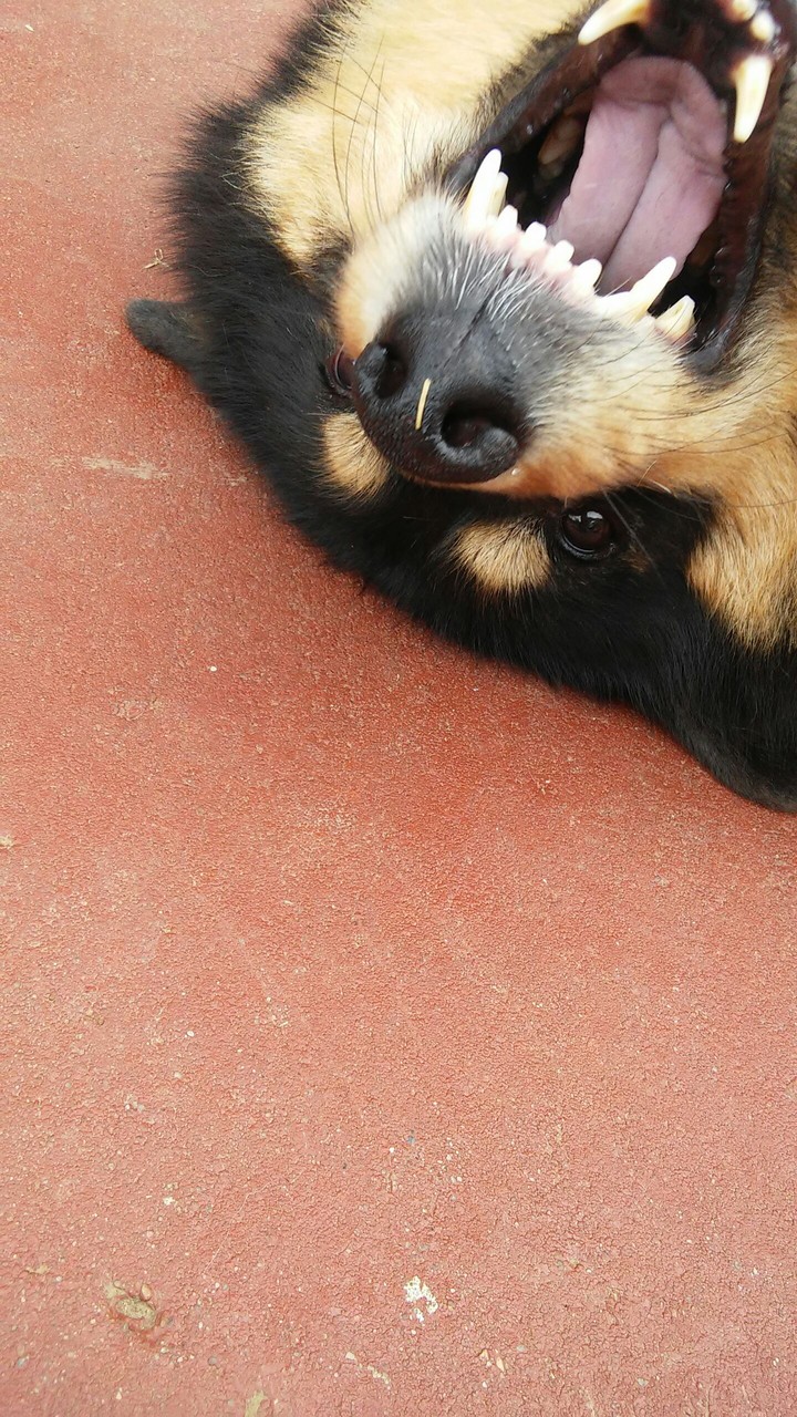 Bear