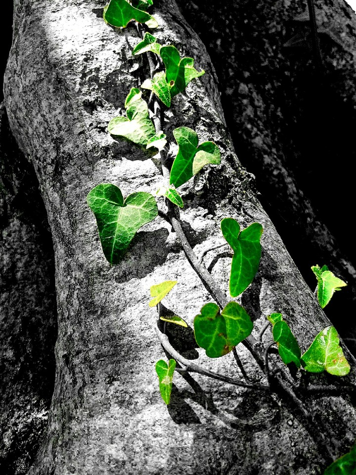 monocromatico