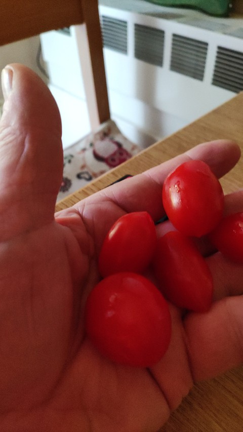 pomodorini... mmmmmmm