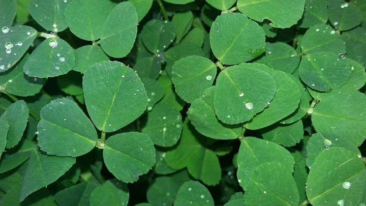 green