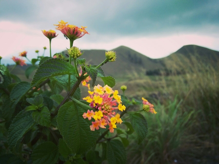 flower